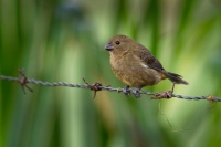 Knezik promenlivy - Sporophila corvina - Black (Variable) Seedeater o2174